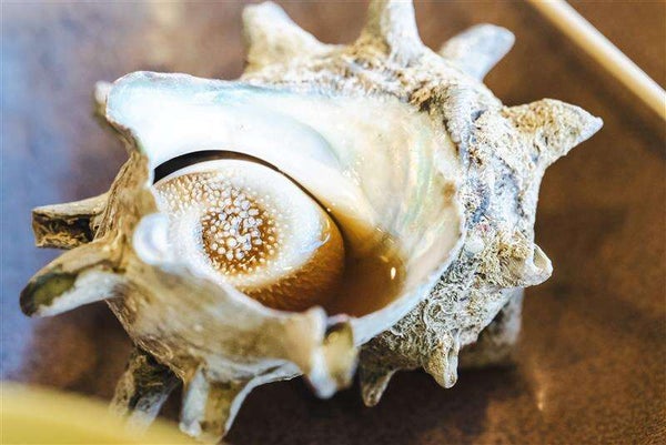 【群馬県内発】 呼子のイカ!佐賀牛!牡蠣!グルメと絶景の西九州ごちそう街道!124年ぶりに改修「太宰府天満宮」と伊万里・唐津・長崎3日間3
